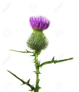 Milk Thistle Flower Plant Isolated On White Background Stock Photo, Picture  And Royalty Free Image. Image 16469105.